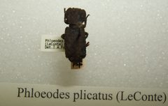 Phloeodes plicatus sjh by No machine-readable author provided. Kugamazog~commonswiki assumed (based on copyright claims).. Used under a CC BY-SA 2.5 license.