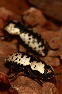 Zopherus nodulosus haldemani by N. P. Lord by N.P. Lord. Used under a CC BY 3.0 us license.
