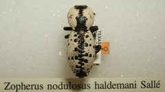 Zopherus nodulosus haldemani sjh by No machine-readable author provided. Kugamazog~commonswiki assumed (based on copyright claims).. Used under a CC BY-SA 2.5 license.