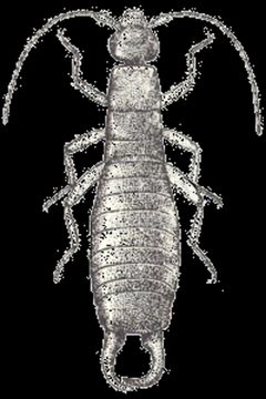 Anisolabis maritima by CSIRO; this image is in the public domain per the Australian Copyright Act.. Used under a Public domain license.