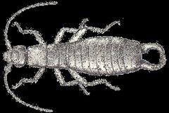 Anisolabis maritima rotated by CSIRO; this image is in the public domain per the Australian Copyright Act.. Used under a Public domain license.