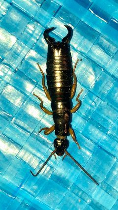Earwig on the blue sheeting by KKPCW. Used under a CC BY-SA 4.0 license.