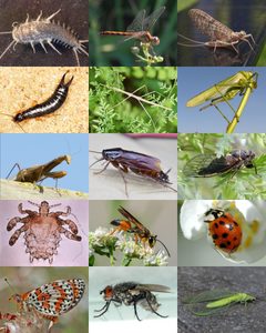 Insecta collage by ZKevinTheCat. Used under a CC BY 4.0 license.
