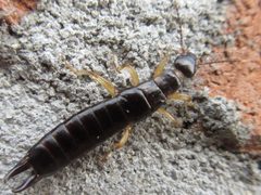 Euborellia annulata by iNaturalist user: onidiras. Used under a CC BY-SA 4.0 license.