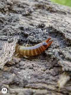 Euborellia annulipes 165395298 by Gabriel Albelda. Used under a CC BY 4.0 license.