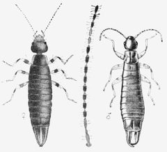 Euborellia annulipes FnM by Burr, Lucas, Pudsy. Used under a Public domain license.