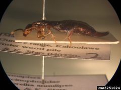 Euborellia annulipes pinned by Forest &amp; Kim Starr, U.S. Geological Survey, Bugwood.org. Used under a CC BY 3.0 license.