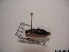 Euborellia annulipes pinned 2 by Forest &amp; Kim Starr, U.S. Geological Survey, Bugwood.org. Used under a CC BY 3.0 license.