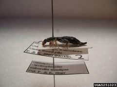 Euborellia annulipes pinned 3 by Forest & Kim Starr, U.S. Geological Survey, Bugwood.org. Used under a CC BY 3.0 license.