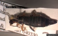 Euborellia annulipes pinned 4 by Forest &amp; Kim Starr, U.S. Geological Survey, Bugwood.org. Used under a CC BY 3.0 us license.