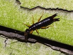 Euborellia arcanum by iNaturalist user: mbelitz. Used under a CC0 license.