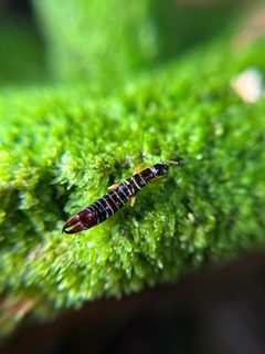 Euborellia arcanum 293832951 by Tara Severns. Used under a CC BY 4.0 license.