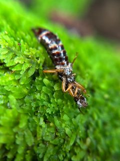 Euborellia arcanum 293832972 by Tara Severns. Used under a CC BY 4.0 license.