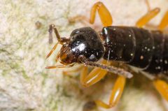 Euborellia arcanum 69448467 by Justin Williams. Used under a CC BY 4.0 license.