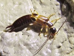 Euborellia cincticollis by Annika Lindqvist. Used under a CC BY 4.0 license.