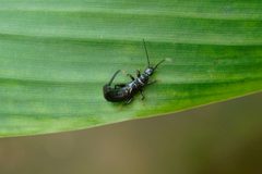 Insect 7688 by Vengolis. Used under a CC BY-SA 4.0 license.
