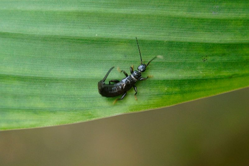 Chelisochidae (black earwigs): Identification, Facts, and Taxonomy