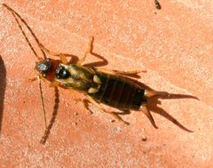 Forficula auricularia01 by wikipedia. Used under a Attribution license.
