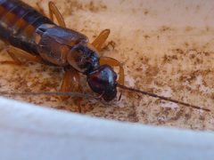 Forficula auricularia Brentonico 02 by Syrio. Used under a CC BY-SA 4.0 license.