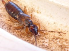 Forficula auricularia Brentonico 04 by Syrio. Used under a CC BY-SA 4.0 license.