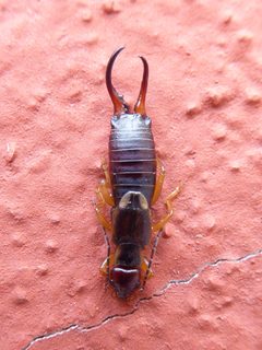 Forficula auricularia Calavino 01 by Syrio. Used under a CC BY-SA 4.0 license.