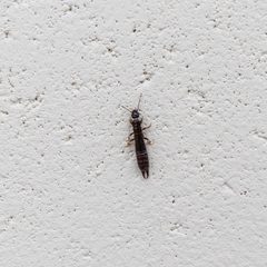 Forficula auricularia Earwig Tingalpa Aero Club toilet Minippi Parklands Tingalpa P1020309 by John Robert McPherson. Used under a CC0 license.