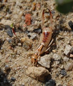 Labidura riparia 070819 by Rainer Altenkamp, Berlin. Used under a CC BY-SA 3.0 license.