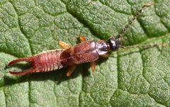 Labia minor by Whitney Cranshaw, Colorado State University, Bugwood.org. Used under a CC BY 3.0 us license.
