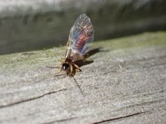 Labia minor wings by Cecil Smith. Used under a CC BY 4.0 license.