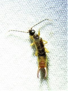 Labia minormale 03 by Annika Lindqvist. Used under a CC BY 4.0 license.