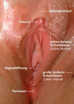 Womans vulva Beschriftung Deutsch - A by Womans vulva.jpg: Civrak.
derivative work: Lamilli. Used under a CC BY-SA 3.0 license.