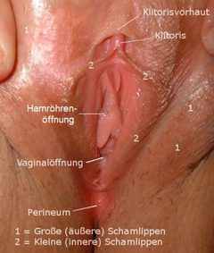 Womans vulva Beschriftung deutsch by Womans vulva.jpg: Civrak.
derivative work: Heinz-A.Woerding (talk). Used under a CC BY-SA 3.0 license.