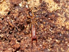 Marava pulchella by Richard Stovall. Used under a CC BY 4.0 license.