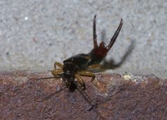 Vostox brunneipennis P1580893a by 
xpda. Used under a CC BY-SA 4.0 license.