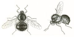 Opsebius pterodontinus by F.L. Washburn, Edith Reed, others. Used under a Public domain license.