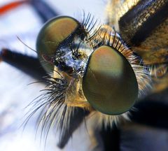 Robber fly head by Opoterser. Used under a CC BY 3.0 license.