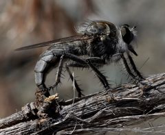 1500 efferia deserti laying eggs DSC6916 DxO by Pdeley. Used under a CC BY-SA 4.0 license.