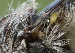 Efferia cana male in side view DSC0179 DxO 03 by Pdeley. Used under a CC BY-SA 4.0 license.