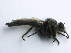 Machimus notatus by Beatriz Moisset. Used under a CC BY-SA 4.0 license.