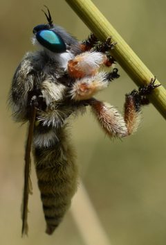 Robber fly perched by Teal Reverie. Used under a CC BY-SA 4.0 license.