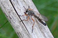 Neomochtherus pallipes M Forst Jungfernheide Jg46 070719 by Rainer Altenkamp, Berlin. Used under a CC BY-SA 3.0 license.