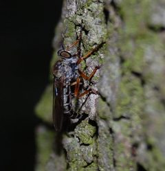Neomochtherus pallipes W Eiablage Forst Jungfernheide Jg46 070719 by Rainer Altenkamp, Berlin. Used under a CC BY-SA 3.0 license.