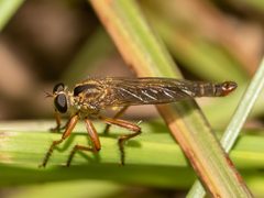 Polacantha gracilis by Richard Stovall. Used under a CC BY 4.0 license.
