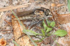 Proctacanthus brevipennis - inat 146958597 by {{{name}}}. Used under a CC BY-SA 4.0 license.