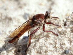 Proctacanthus rufus by Lauren McLaurin. Used under a CC BY 4.0 license.