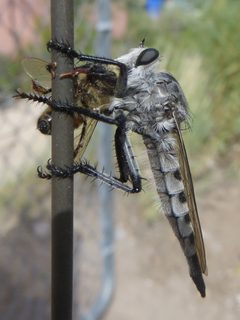 Promachus nigrialbus female by JerryFriedman. Used under a CC BY-SA 3.0 license.