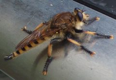 Promachus rufipes 297822264 by kcthetc1. Used under a CC0 license.