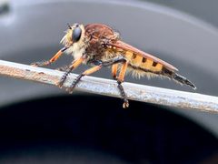 Promachus rufipes 314724260 by Anne. Used under a CC0 license.