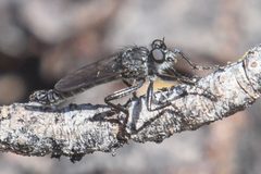 Rhadiurgus variabilis by Chloe and Trevor Van Loon. Used under a CC BY 4.0 license.