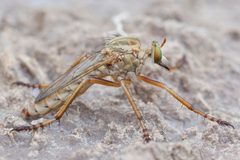 1500diogmites angustipennis DSC1182 DxO by Pdeley. Used under a CC BY-SA 4.0 license.
